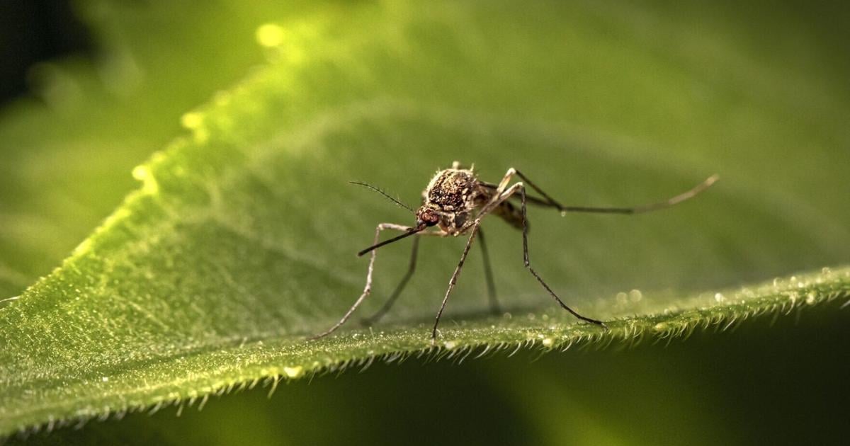 1st West Nile virus death reported in Nebraska this year