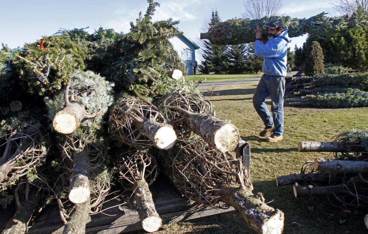 5 tips for picking the perfect Christmas tree Home and Garden