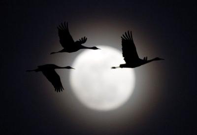Cranes for A2