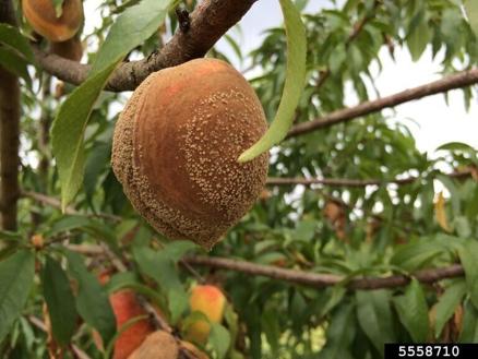 Get the facts before spring pruning - Vimarsana News