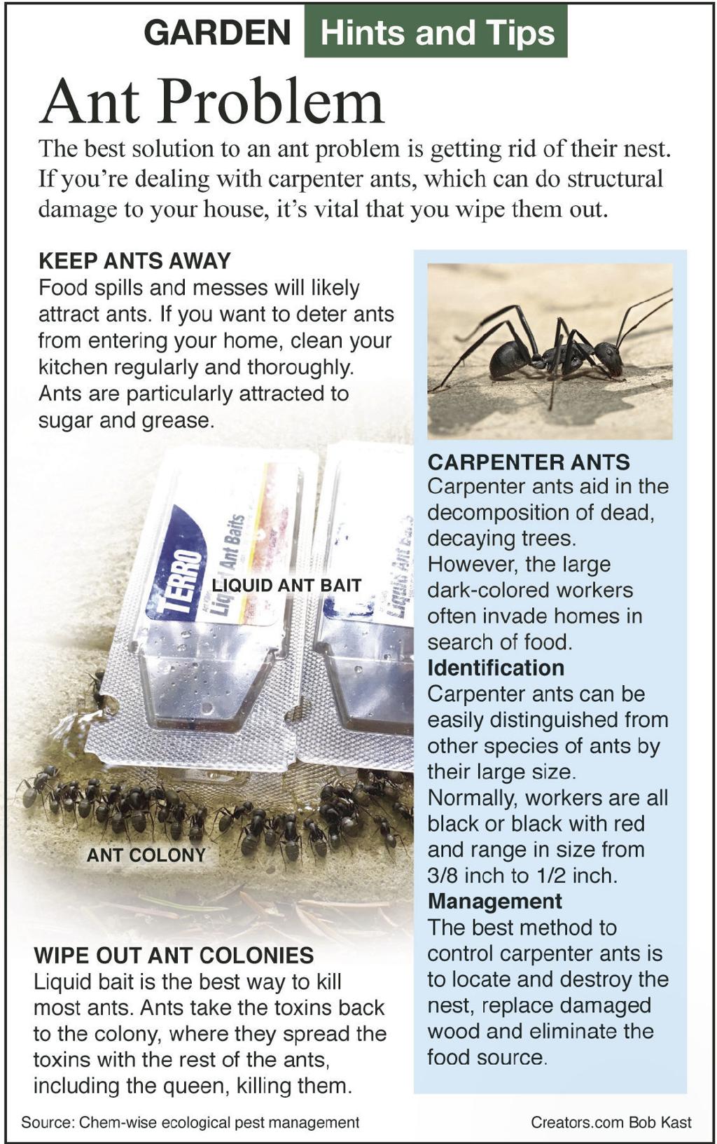 Flooding Is Causing Ant Invasion In Dry Areas Siouxland Homes