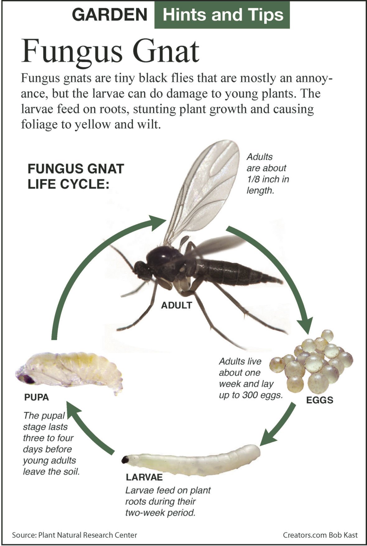 How to get rid of annoying kitchen blackflies How to get rid of annoying kitchen blackflies
