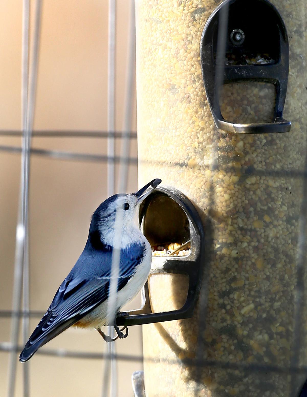 Should You Feed Wildlife In The Winter Siouxland Life