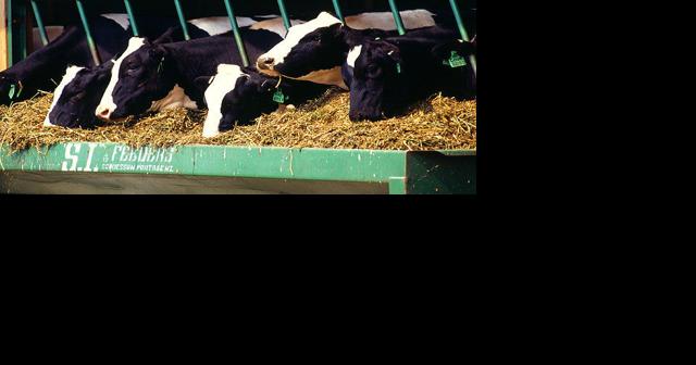 Iowa DNR: Dairy farm expansion began without state approval - Vimarsana News