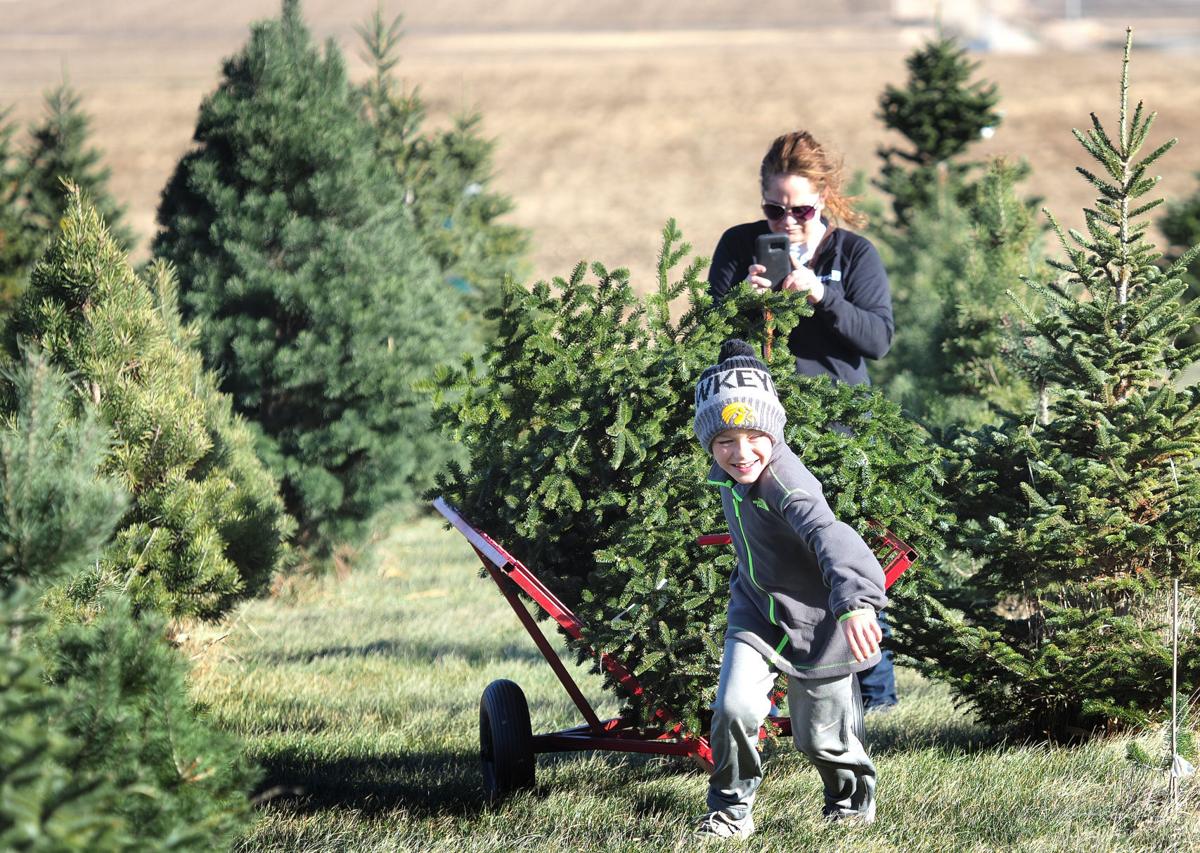 photos country pines christmas tree farm local news photos country pines christmas tree farm local news