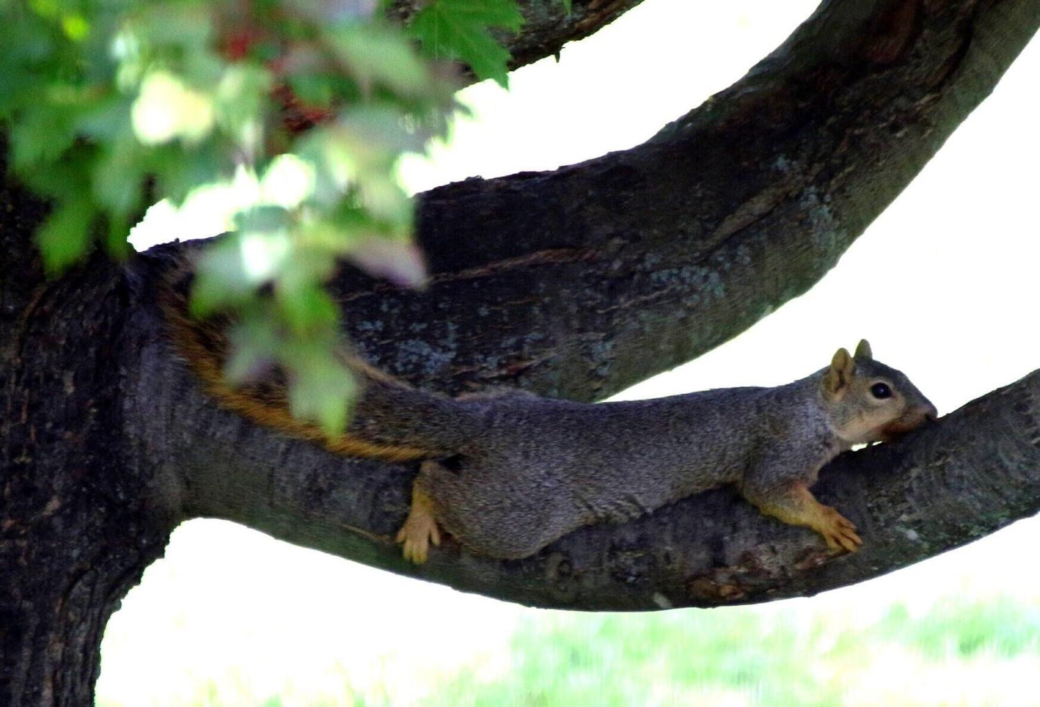 From the Journal archives | 1926: Brave robin defends nest from Sioux City squirrel