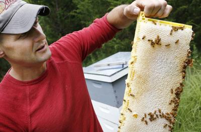Wild Hill Honey
