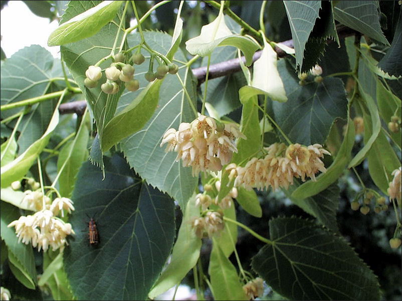 A Northwest Iowa guide to shade trees for the lawn Siouxland Life