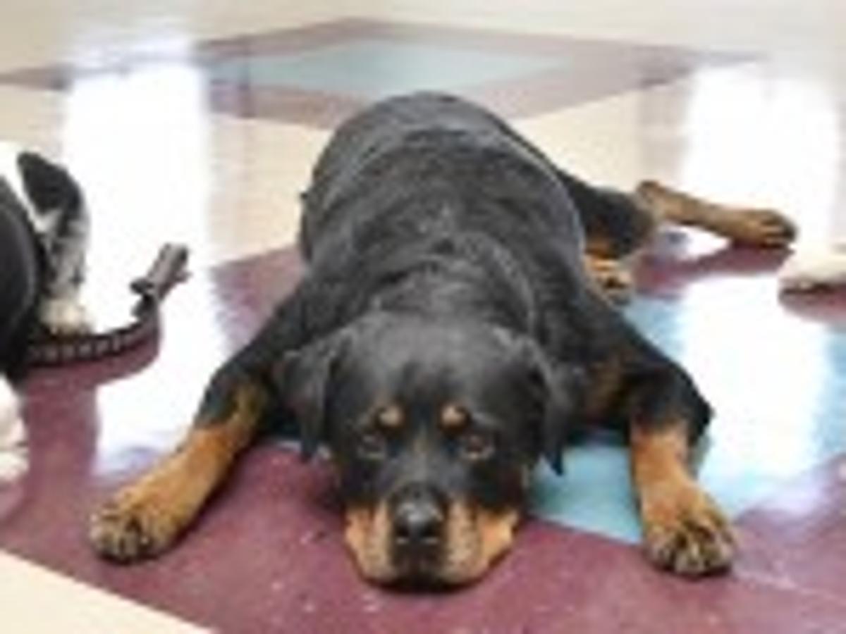 One Time North Sioux Mansion Going To The Dogs Local Business Siouxcityjournal Com