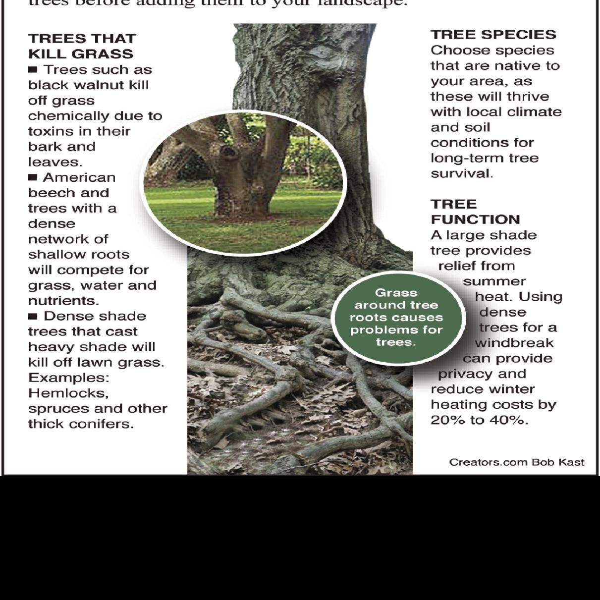 Tips For Growing Trees And Grass Successfully Siouxland Homes Siouxcityjournal Com
