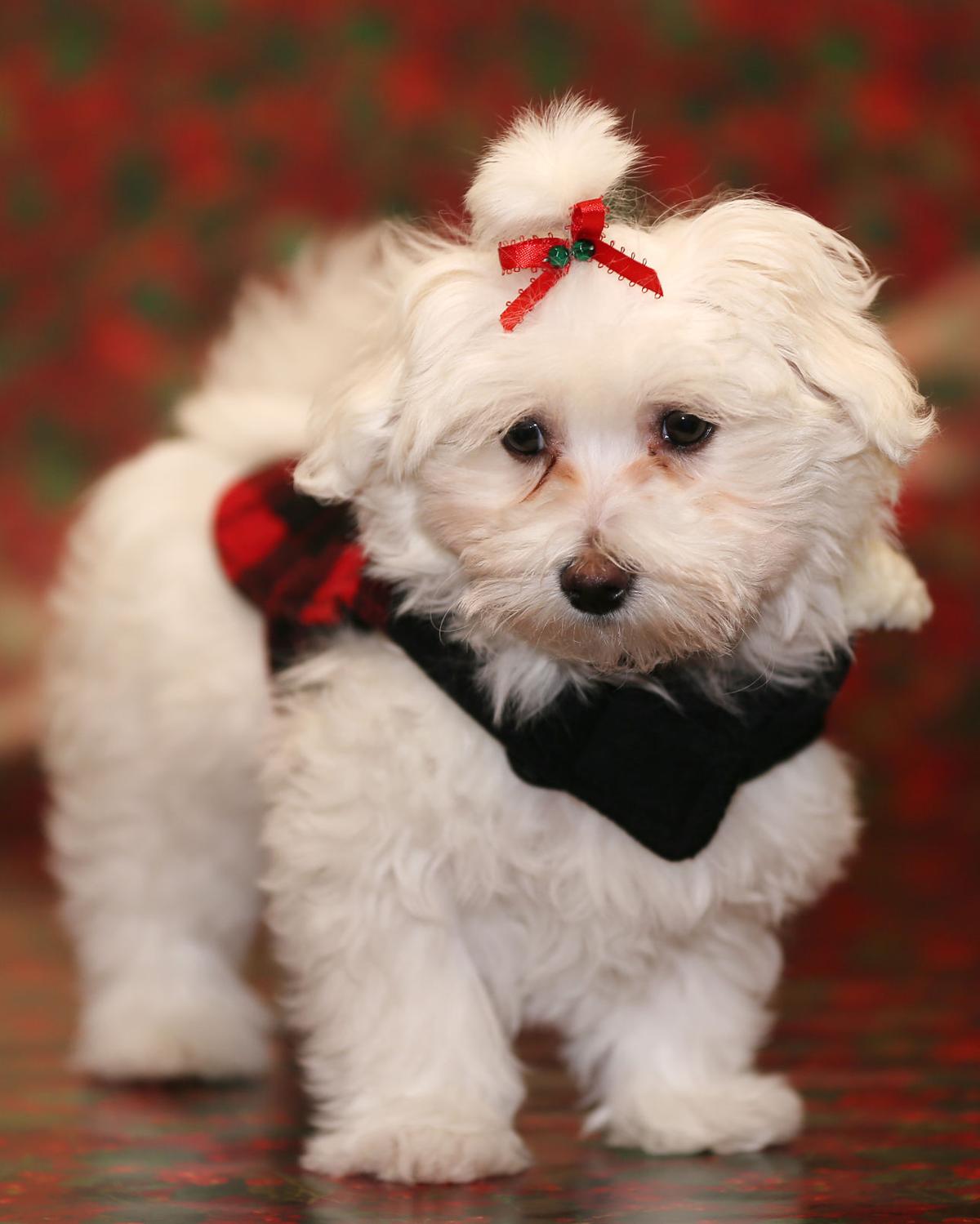 Aspen, the 2016 Little Yellow Dog