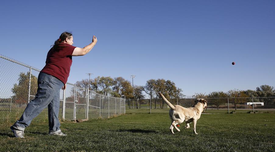 Hunting dog Sioux City Animal Adoption and Rescue Center