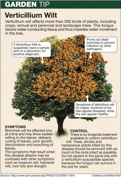 Verticillium Wilt Can Damage Tree Tissue Home And Garden Verticillium Wilt
