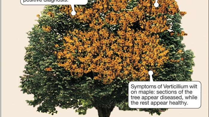 Verticillium Wilt can damage tree tissue | Home and Garden