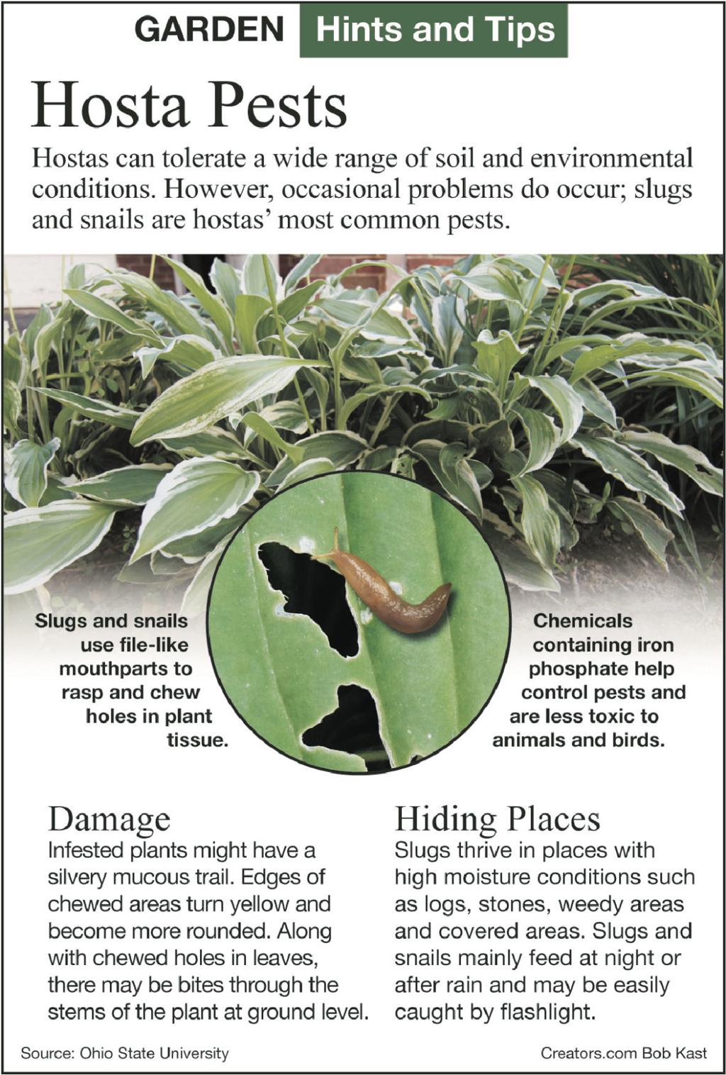 Bacterial Leaf Spot Causes Holes In Plum Tree Leaves Siouxland Homes Siouxcityjournal Com
