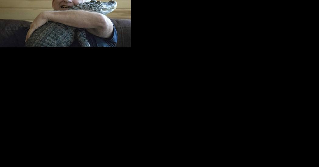 Wally the emotional support alligator is missing, owner says - Vimarsana News