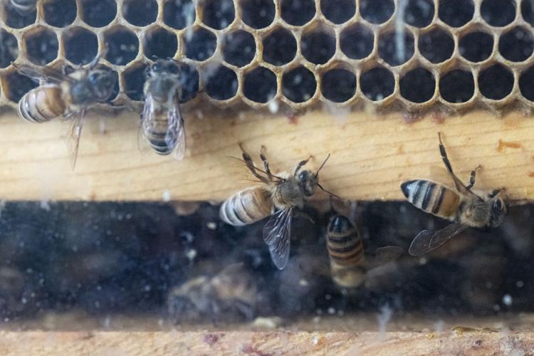 Dickinson County Nature Center bee exhibit