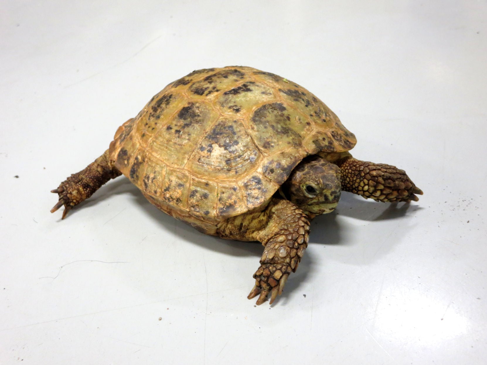 miniature turtles petco