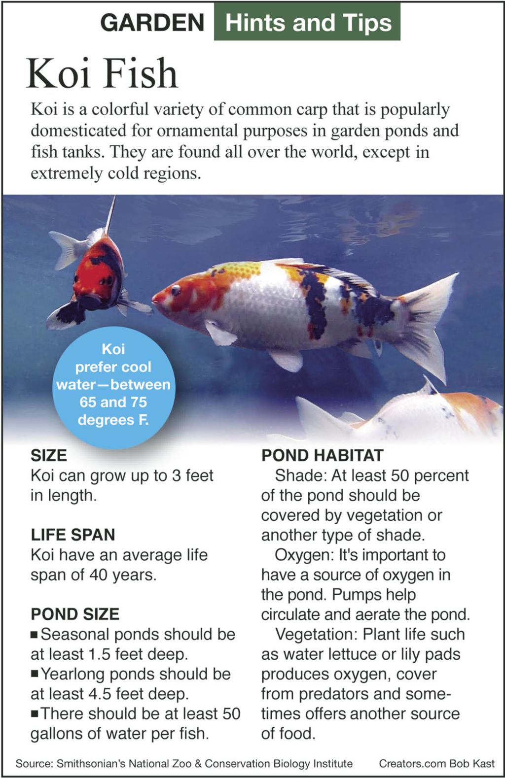 Koi Fish Vary In Show Quality Price Siouxland Homes Siouxcityjournal Com