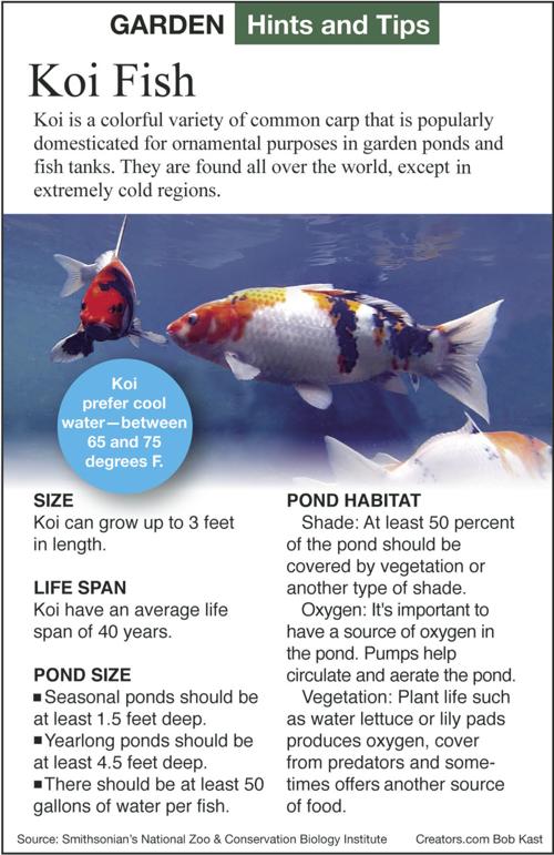 koi fish vary in show quality price