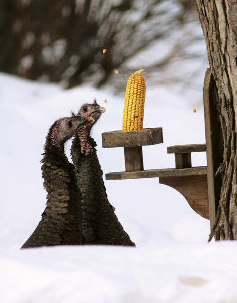 Two turkeys feed at a residence on Rebecca St.