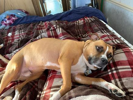 Randolph, dog owner settle suit over emotional support dog - Vimarsana News