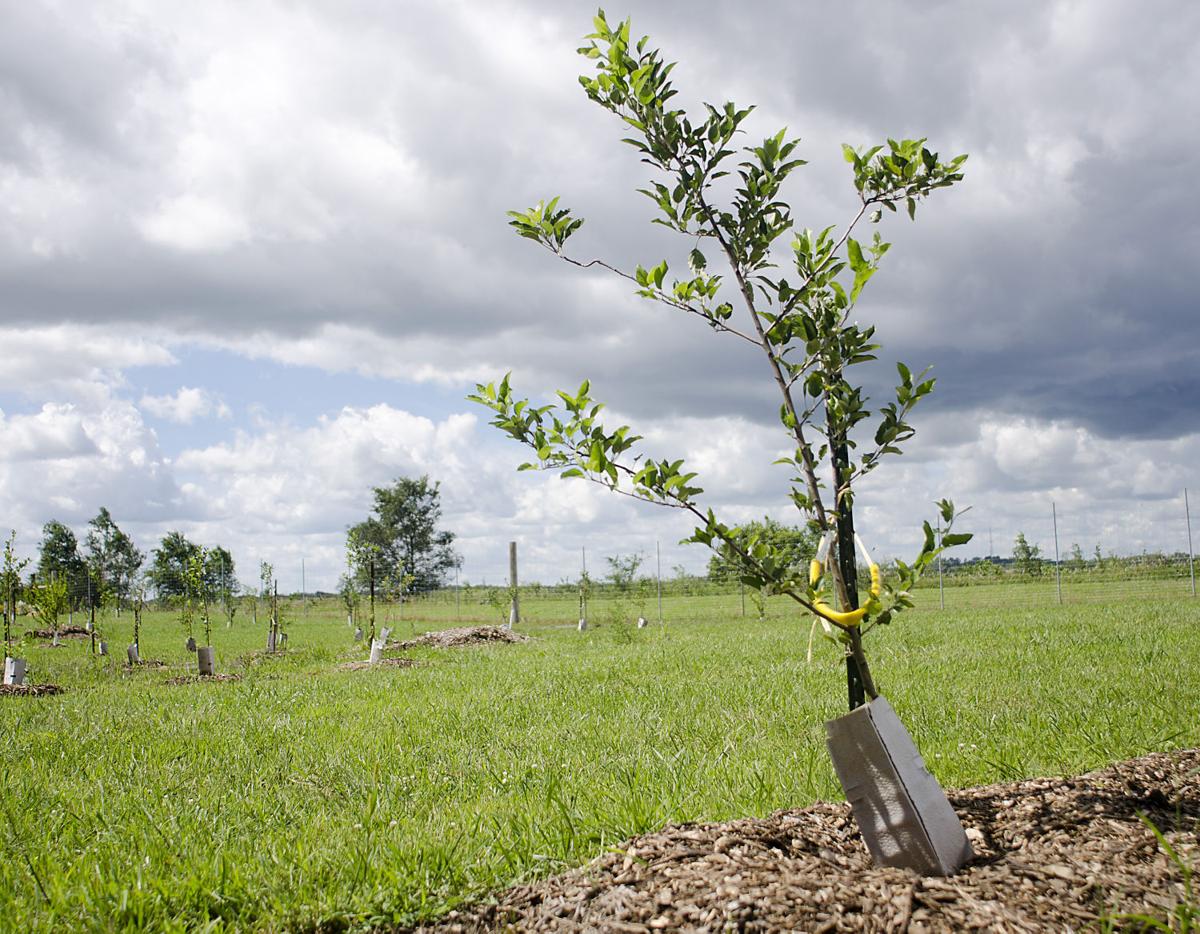 HYTREK Community education one of the fruits of this orchard Local