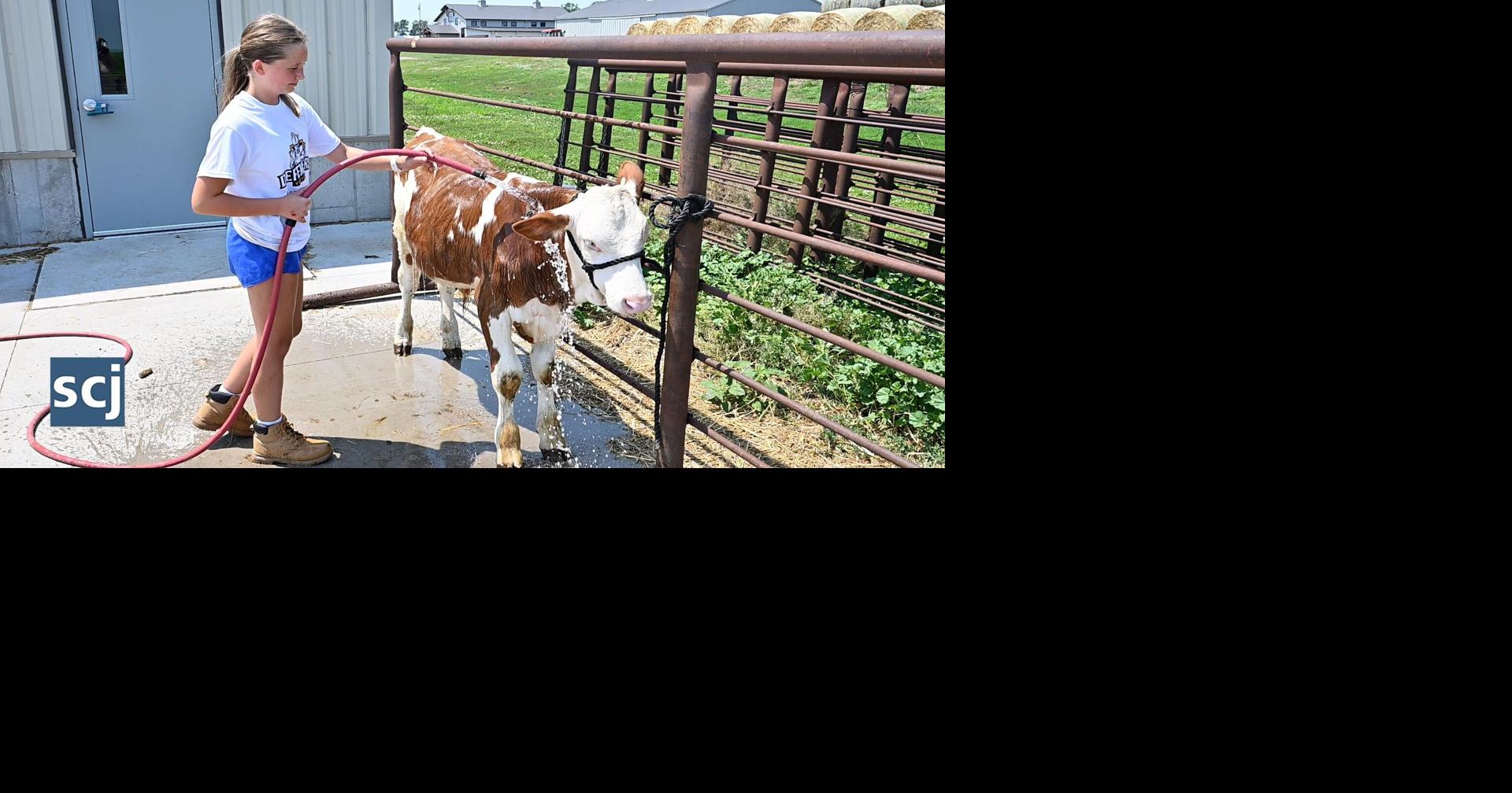 Sioux Center youth works with her bucket calf