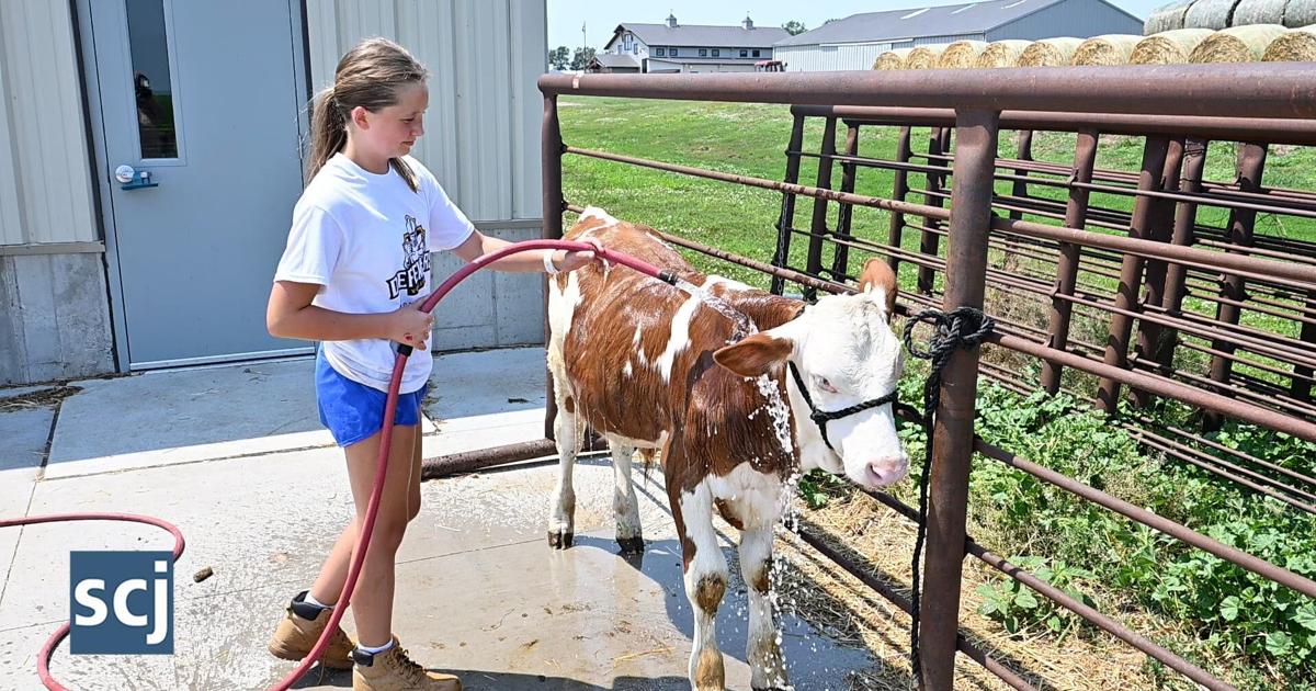 Sioux Center youth works with her bucket calf
