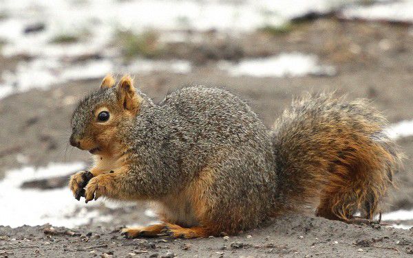 squirrel