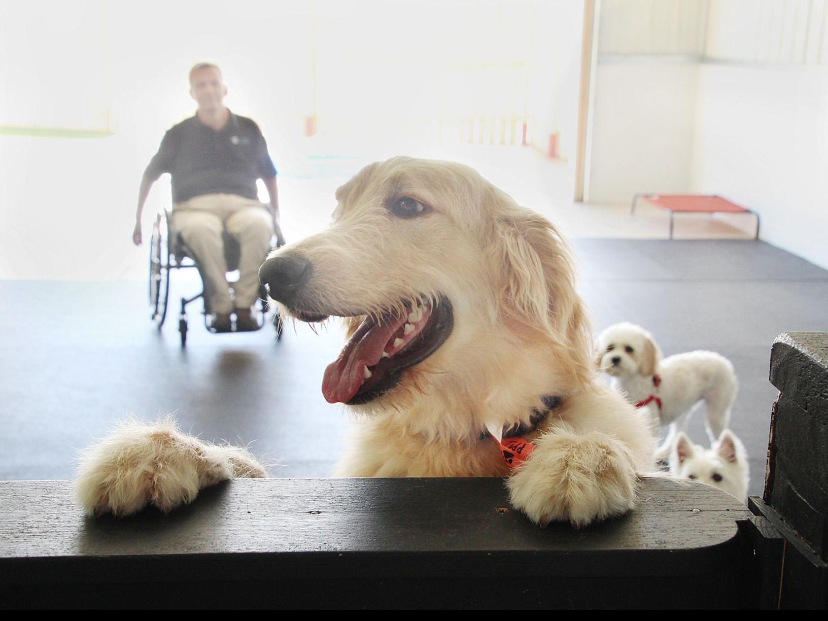 Boji Bark Fills Unmet Need In Iowa Great Lakes Area Local Business Siouxcityjournal Com