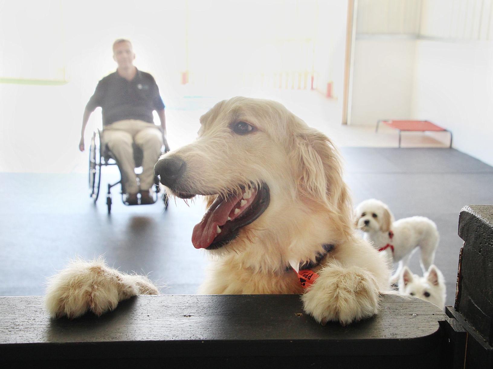 Boji Bark Fills Unmet Need In Iowa Great Lakes Area Local Business Siouxcityjournal Com