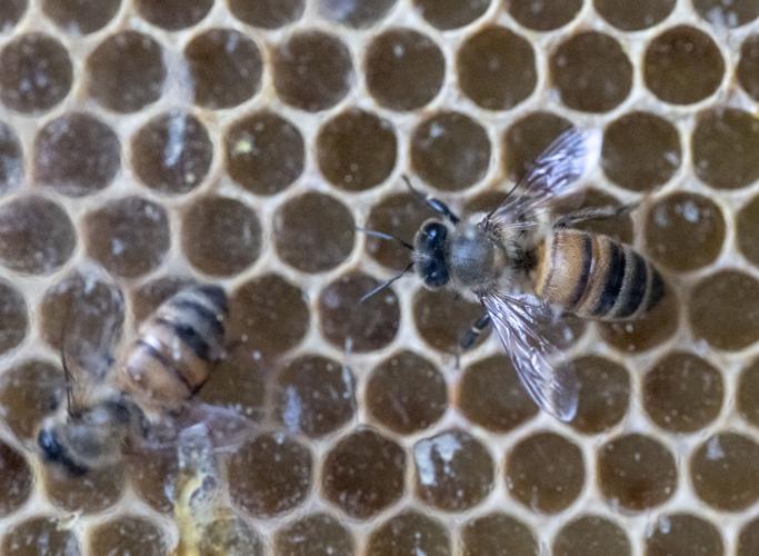 Dickinson County Nature Center bee exhibit