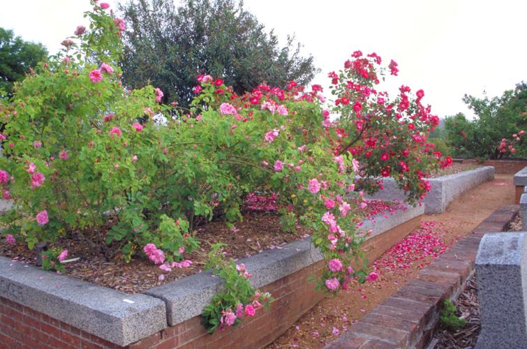 Yardsmart: How to grow your own apothecary rose