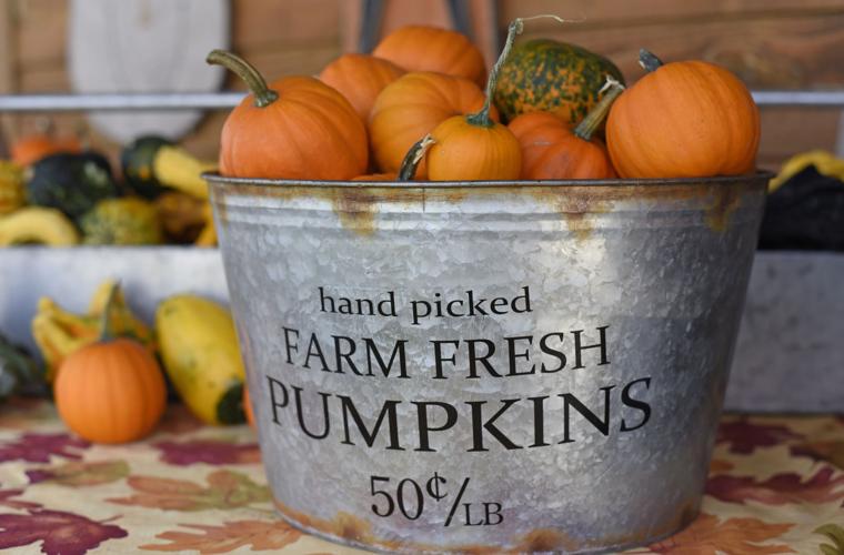 PumpkinPatch_5.jpg