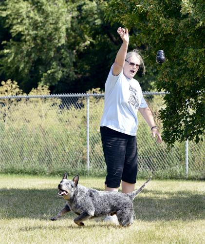 Dog Socialization