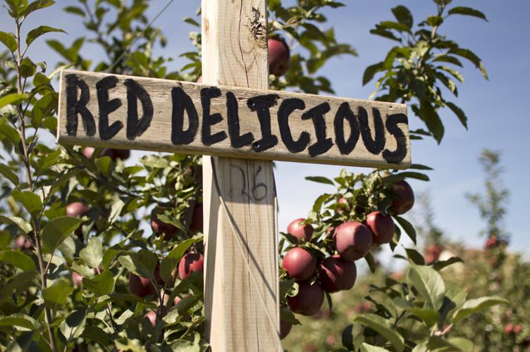 Autumn Grove Orchard