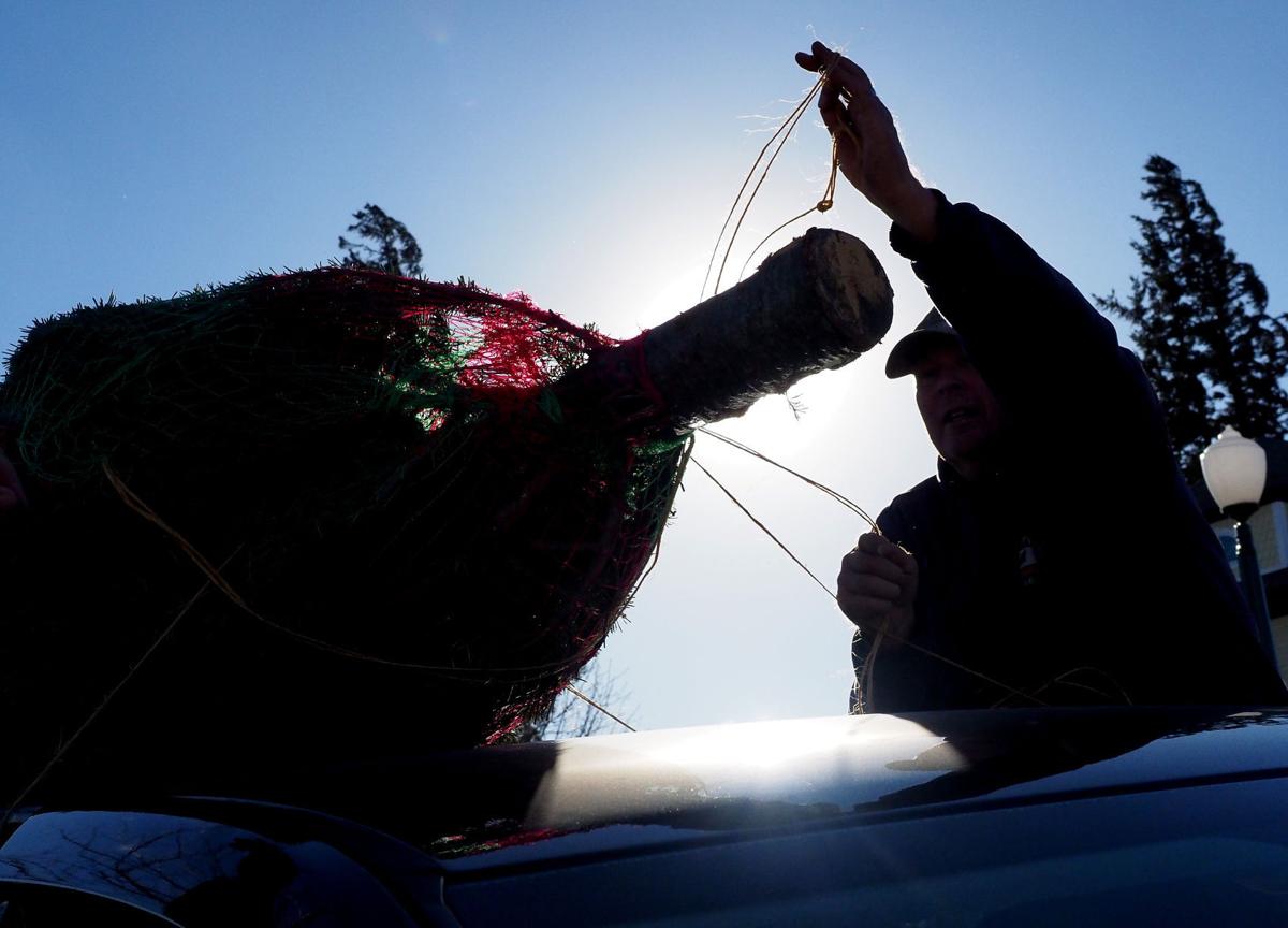 Photos: Country Pines Christmas Tree Farm Photos: Country Pines Christmas Tree Farm