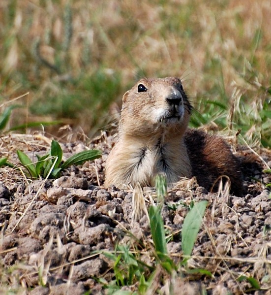 Hunting prairie dogs in South Dakota Outdoors