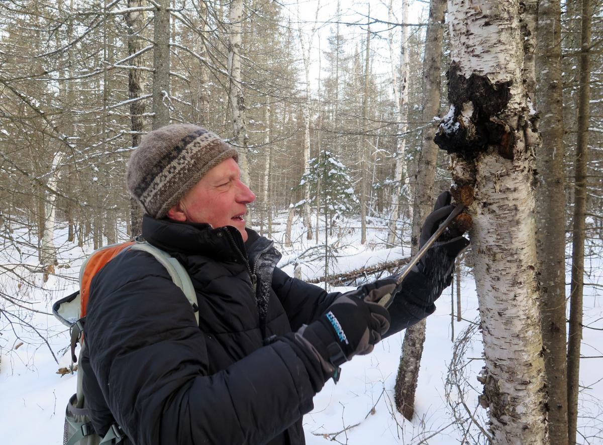 More search northern Minnesota forests for chaga fungus ...