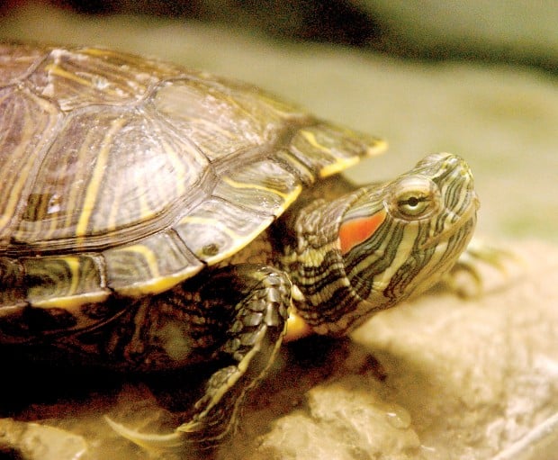 Red-eared sliders are most likely not native to Iowa