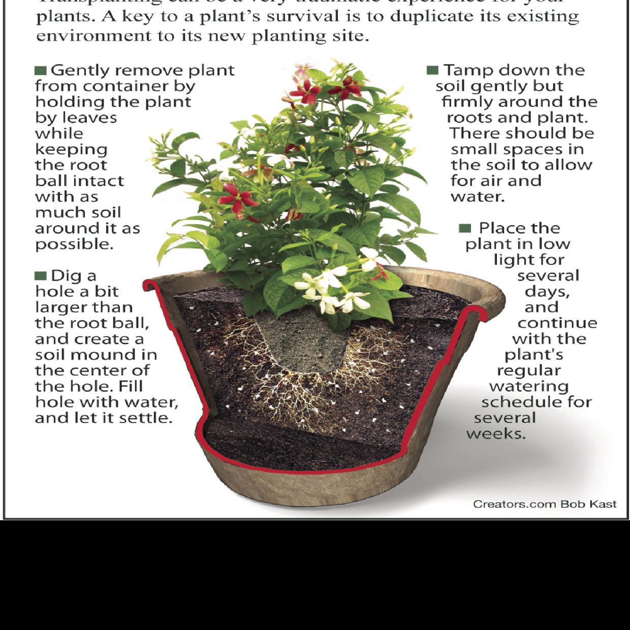 Transplanting Should Be Done In The Spring Siouxland Homes Siouxcityjournal Com