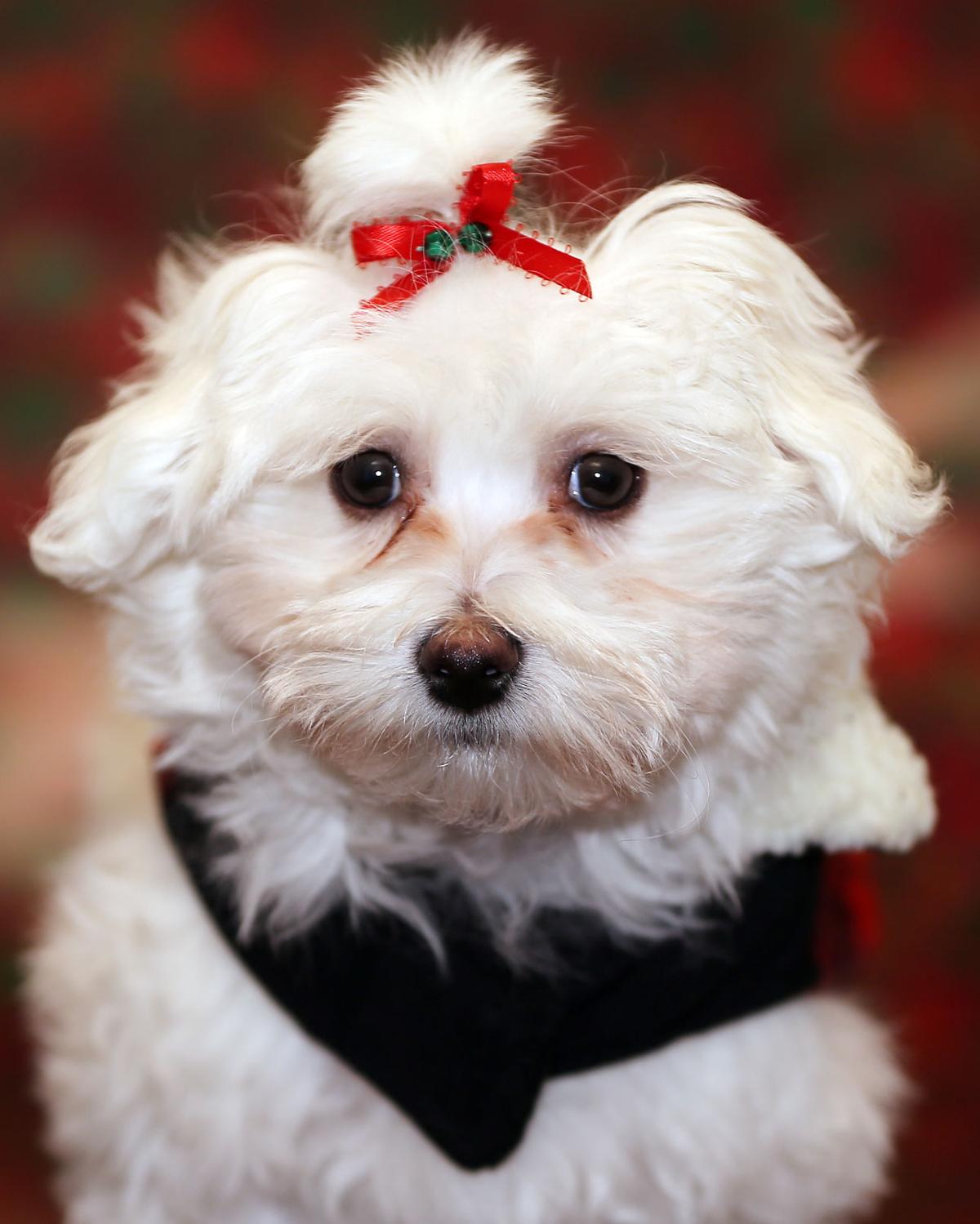 Aspen, the 2016 Little Yellow Dog