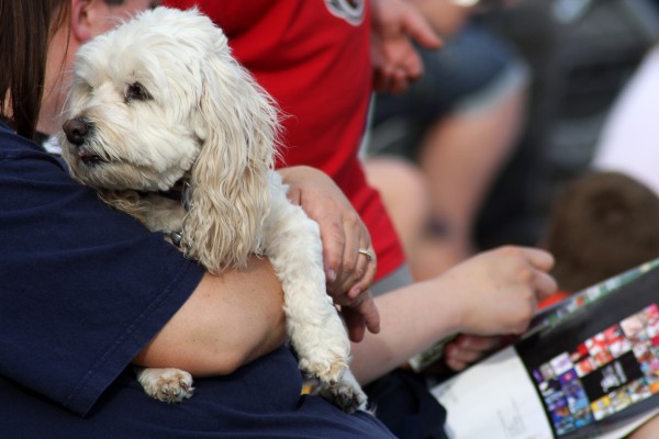 Photos: Morningside Days parade | Local news | siouxcityjournal.com