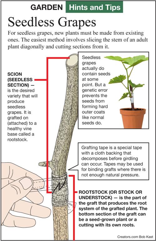Get seedless grapes through grafting Siouxland Homes
