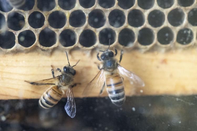 Dickinson County Nature Center bee exhibit