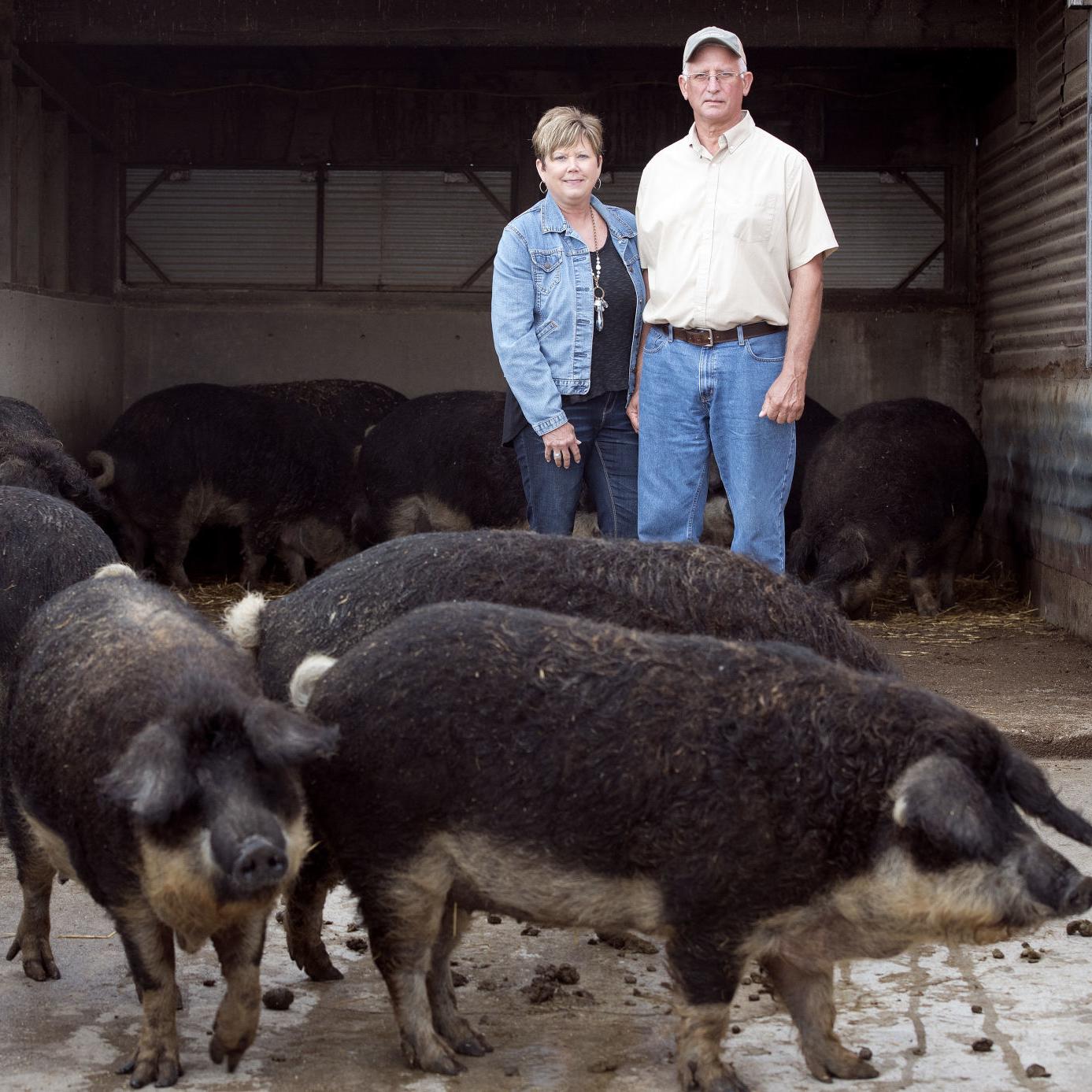 Pender Nebraska Area Family Raises Rare Mangalitsa Hogs