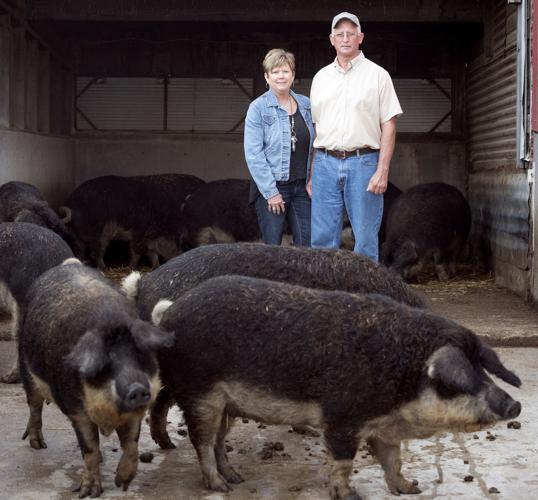 Patzel's Poo-ey Piques Pigs' Passion - History Nebraska