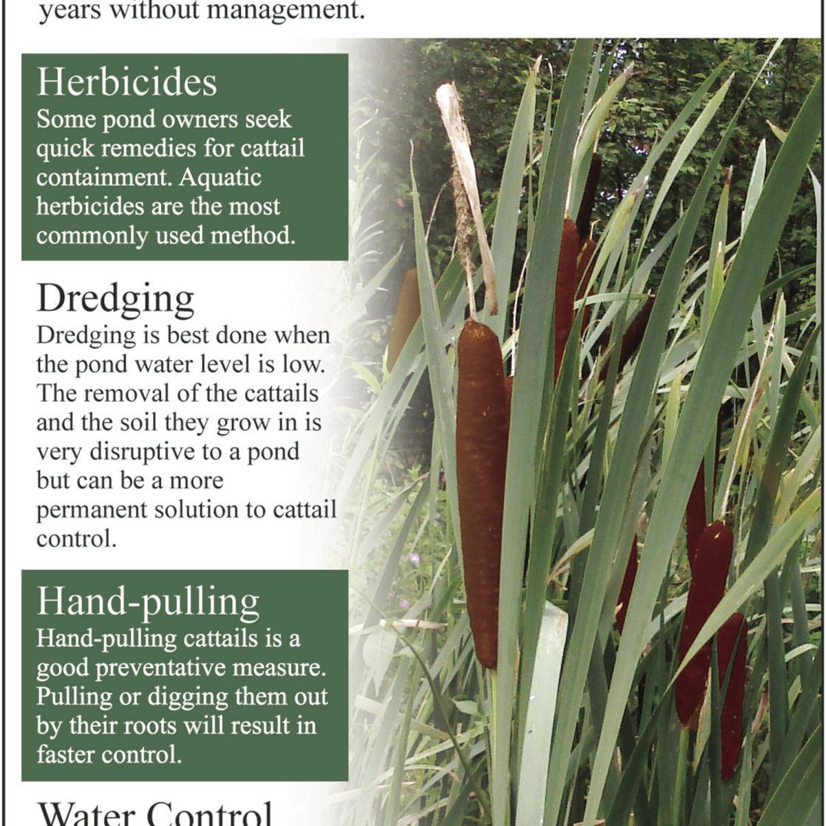 Fast Growing Cattails Are Keeping Ponds Cleaning Siouxland Homes Siouxcityjournal Com