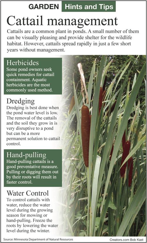 Fast growing cattails are keeping ponds cleaning Siouxland Homes